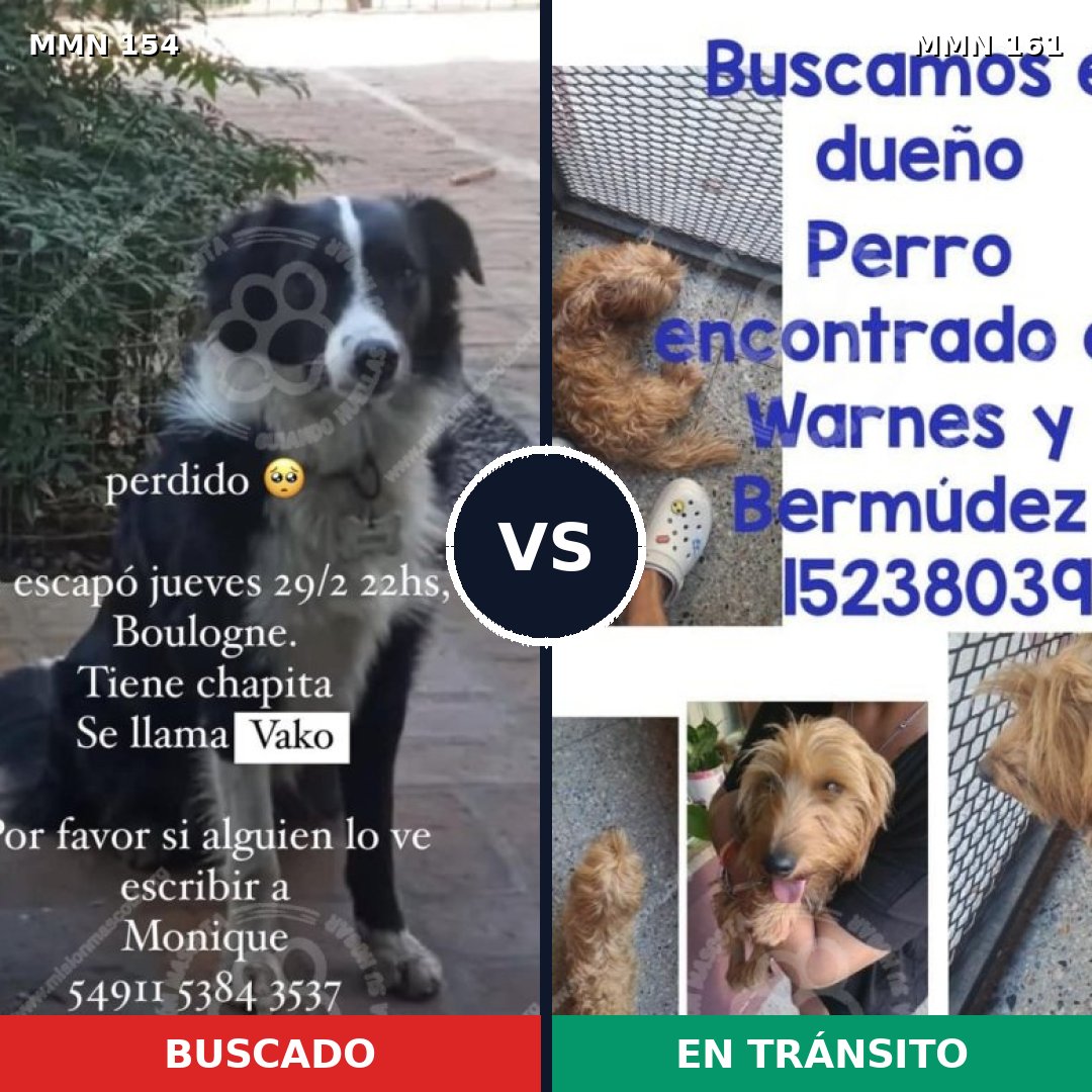 Comparativa MMS 3627: mascota perdida y mascota encontrada, 51% de similitud