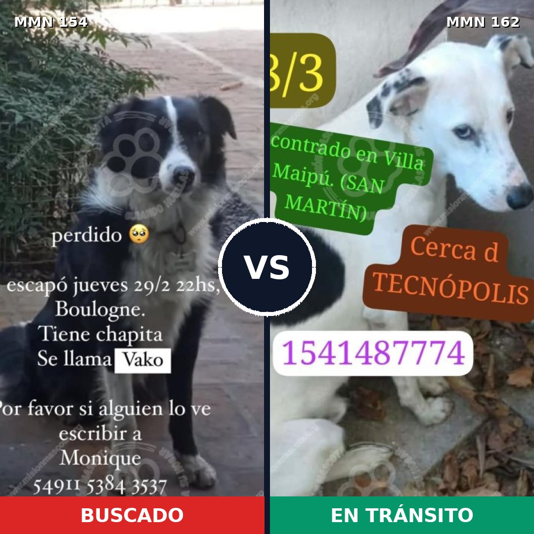 Comparativa MMS 3628: mascota perdida y mascota encontrada, 82% de similitud