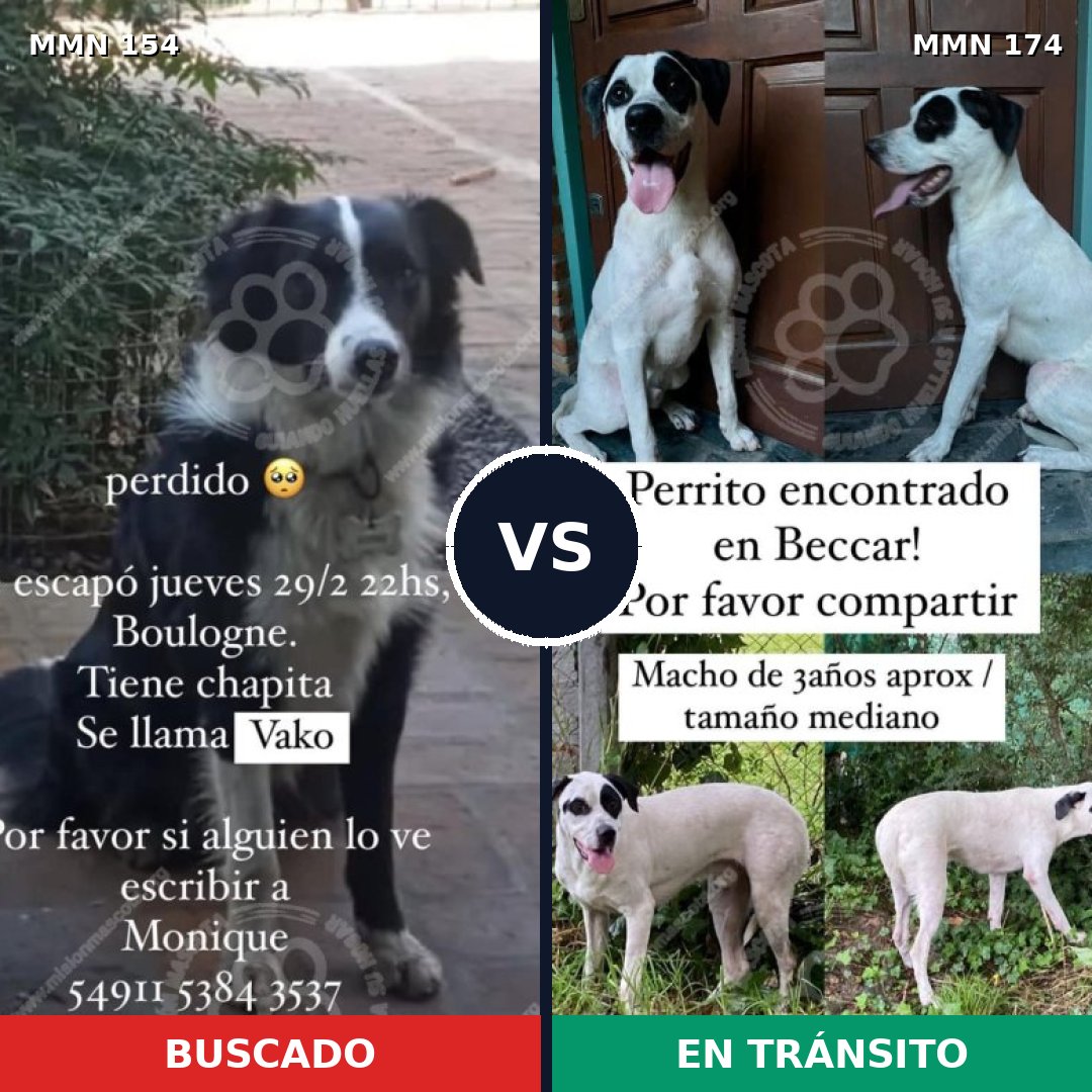 Comparativa MMS 3629: mascota perdida y mascota encontrada, 82% de similitud