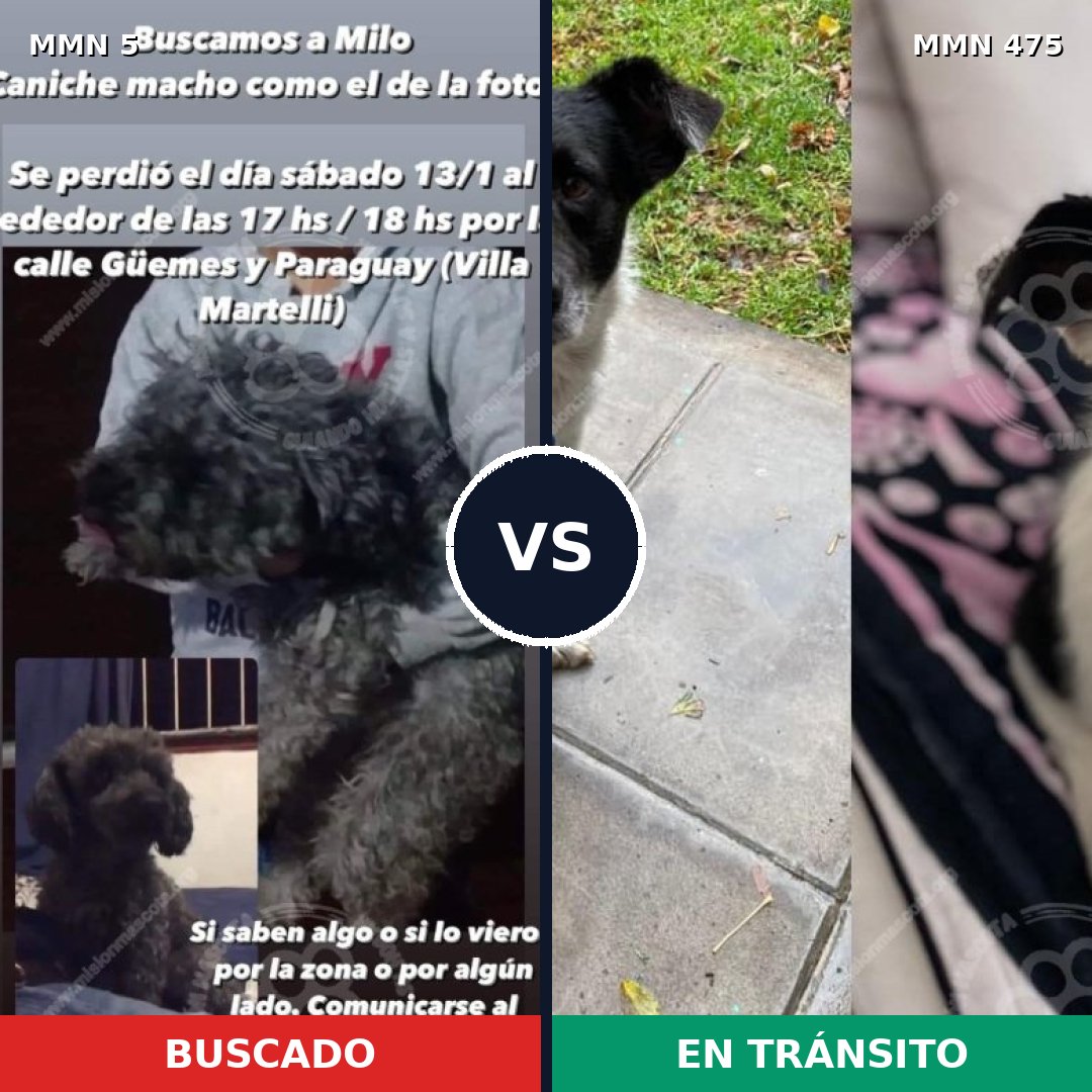 Comparativa MMS 363: mascota perdida y mascota encontrada, 41% de similitud