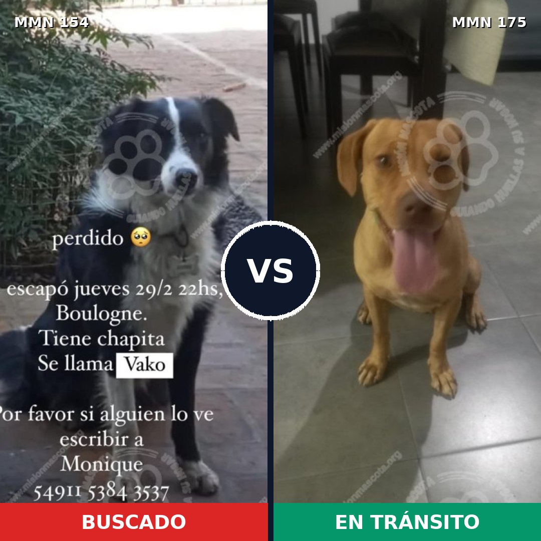 Comparativa MMS 3630: mascota perdida y mascota encontrada, 48% de similitud