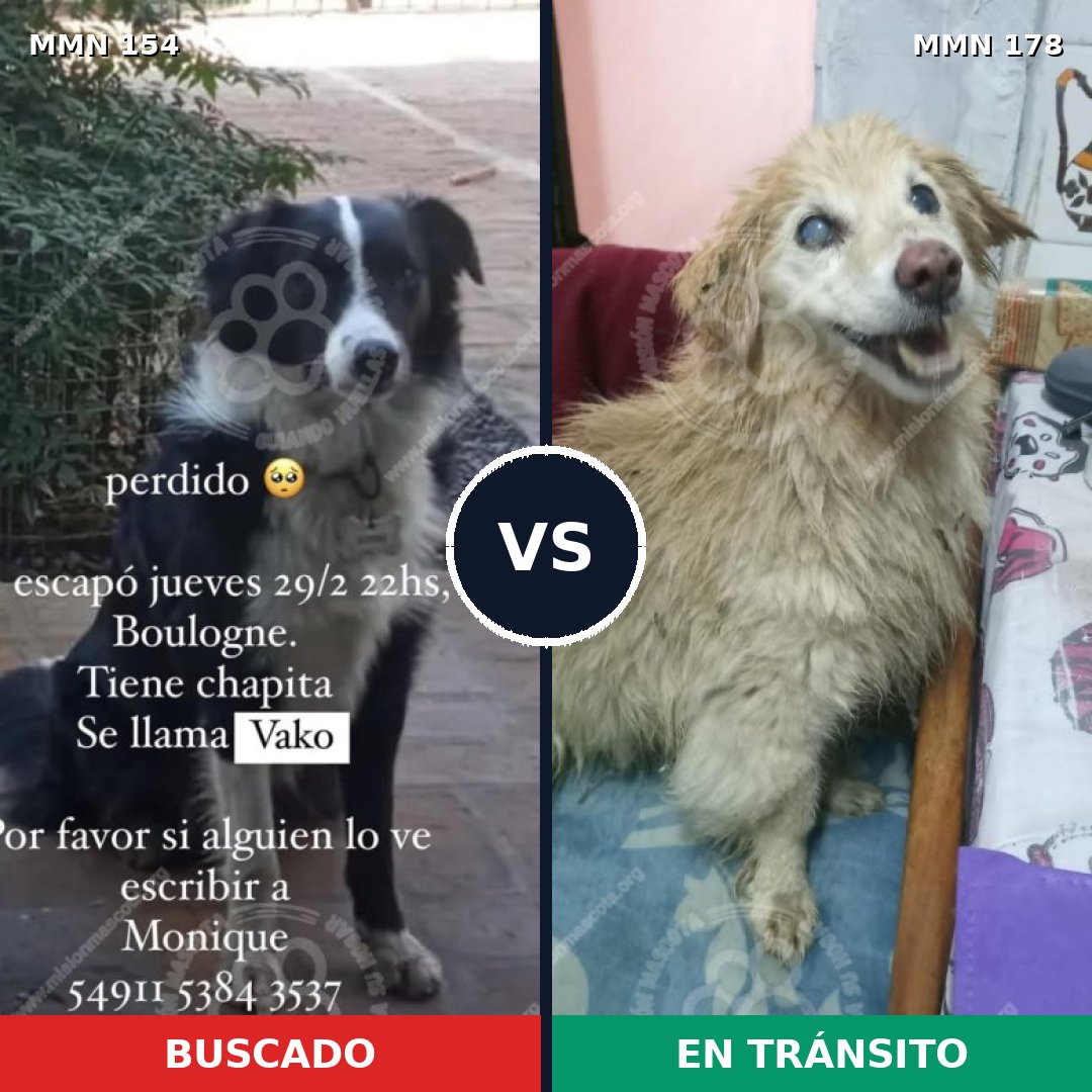 Comparativa MMS 3631: mascota perdida y mascota encontrada, 64% de similitud