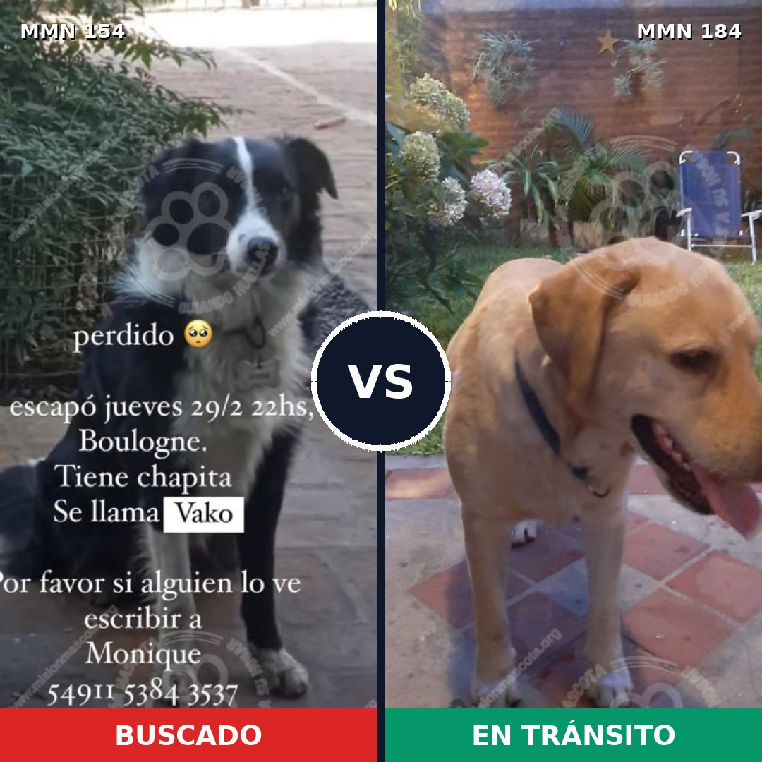 Comparativa MMS 3632: mascota perdida y mascota encontrada, 8% de similitud