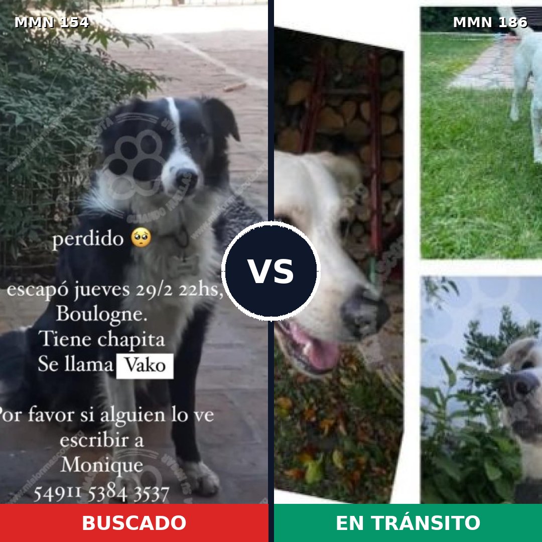 Comparativa MMS 3633: mascota perdida y mascota encontrada, 33% de similitud