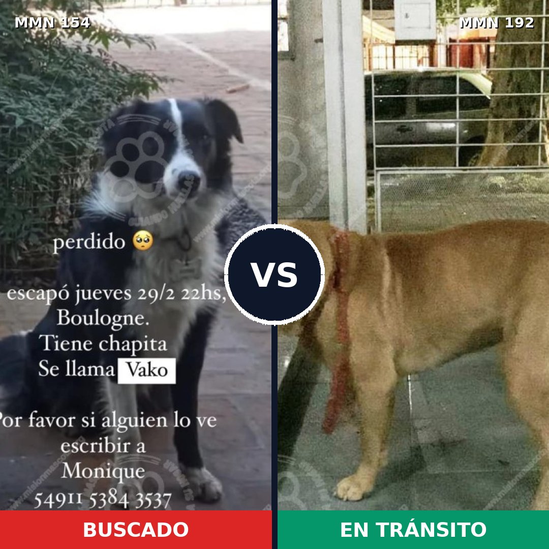 Comparativa MMS 3634: mascota perdida y mascota encontrada, 4% de similitud