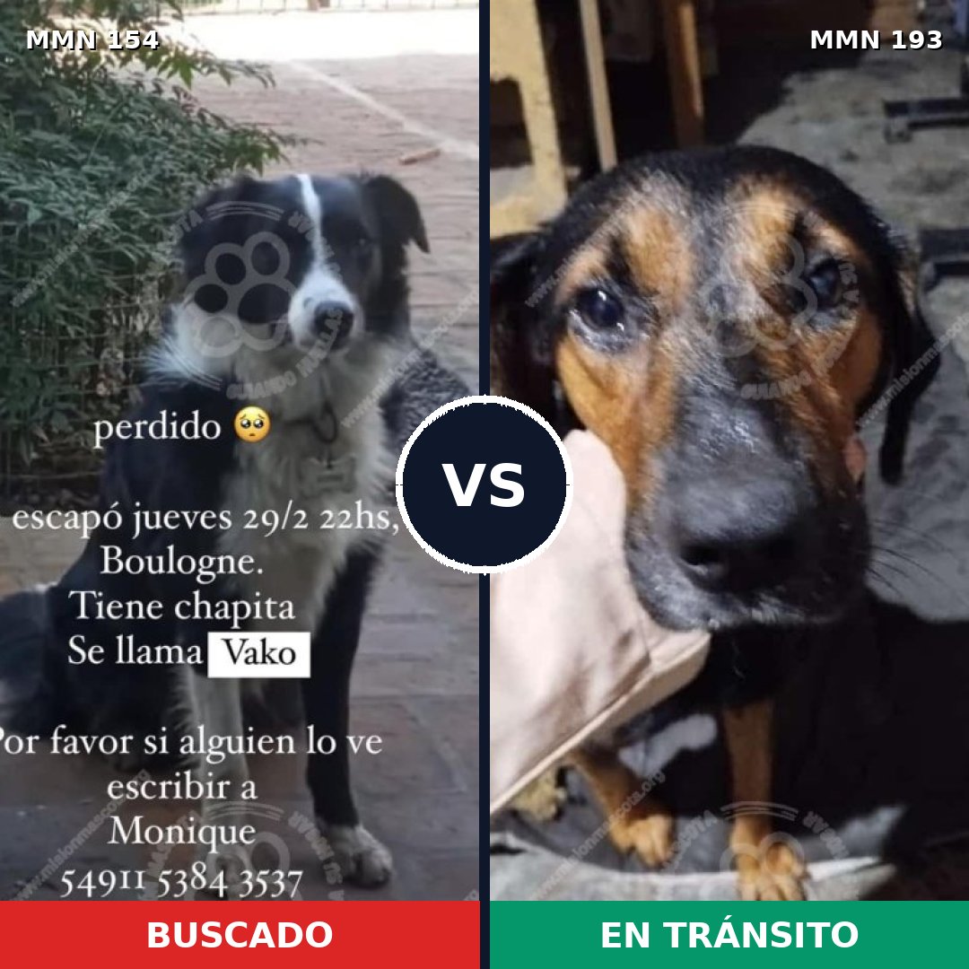 Comparativa MMS 3635: mascota perdida y mascota encontrada, 64% de similitud