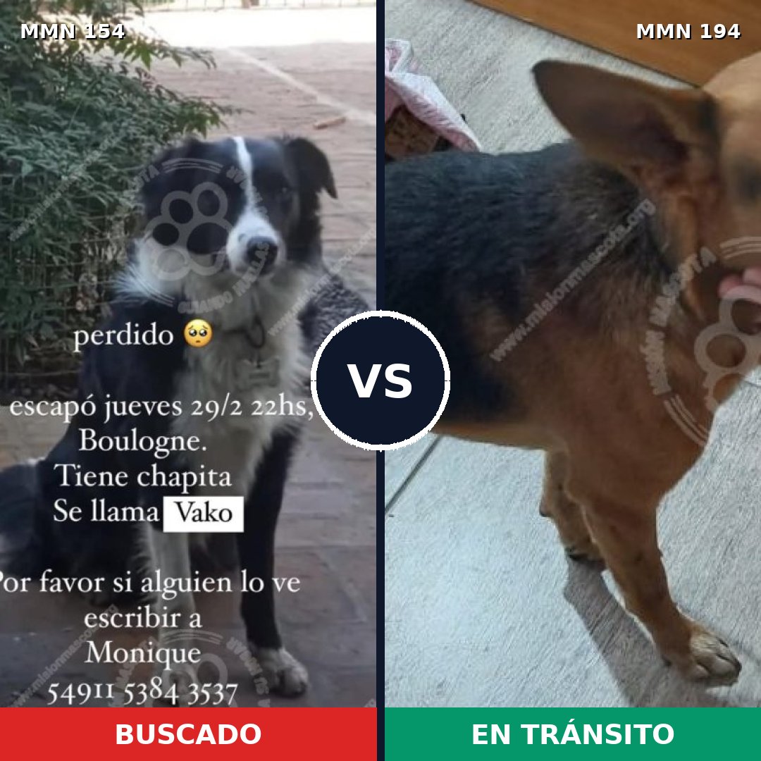 Comparativa MMS 3636: mascota perdida y mascota encontrada, 62% de similitud