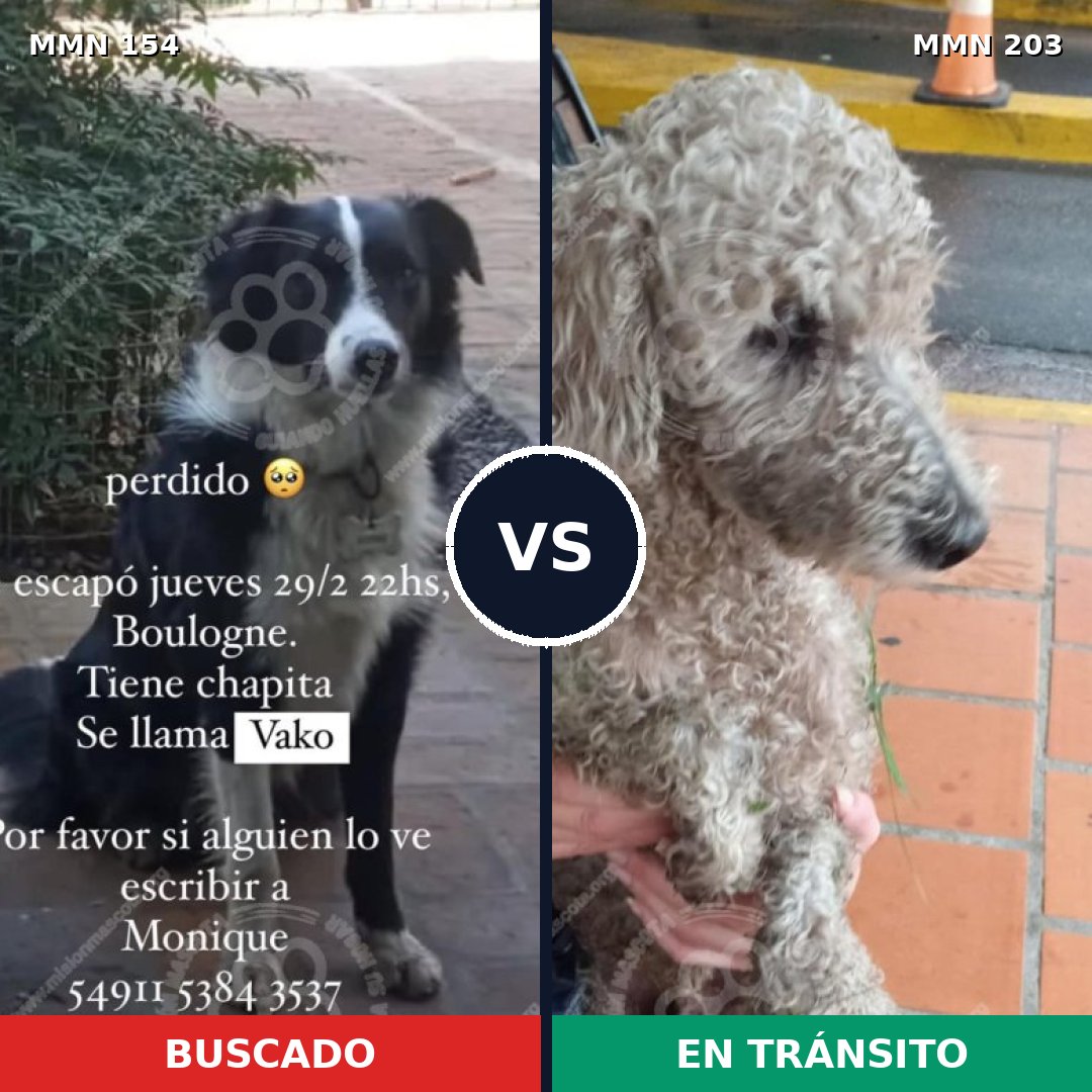 Comparativa MMS 3637: mascota perdida y mascota encontrada, 26% de similitud