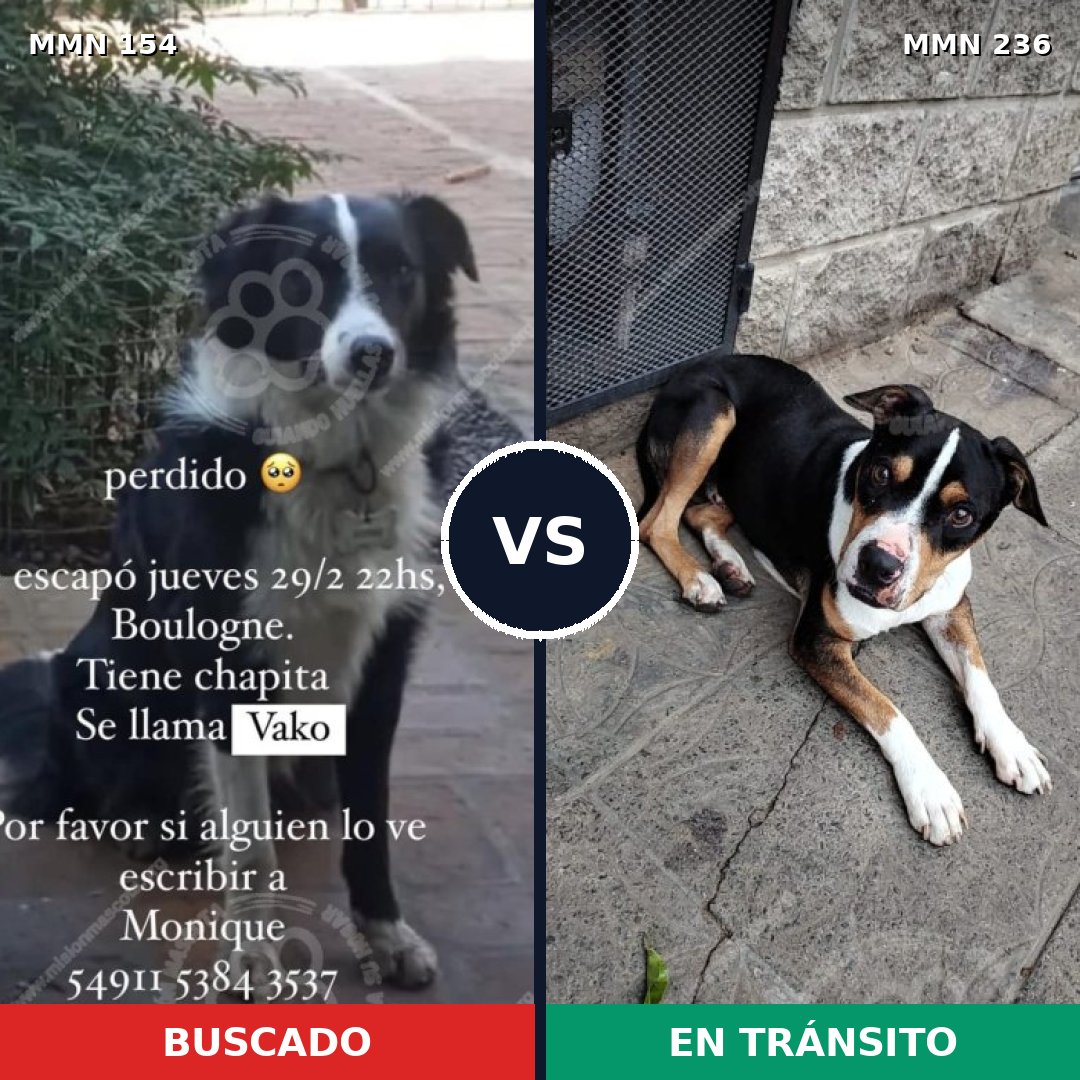Comparativa MMS 3639: mascota perdida y mascota encontrada, 71% de similitud