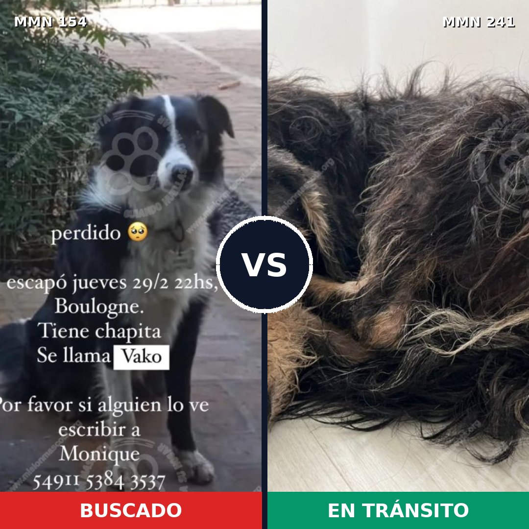 Comparativa MMS 3640: mascota perdida y mascota encontrada, 27% de similitud