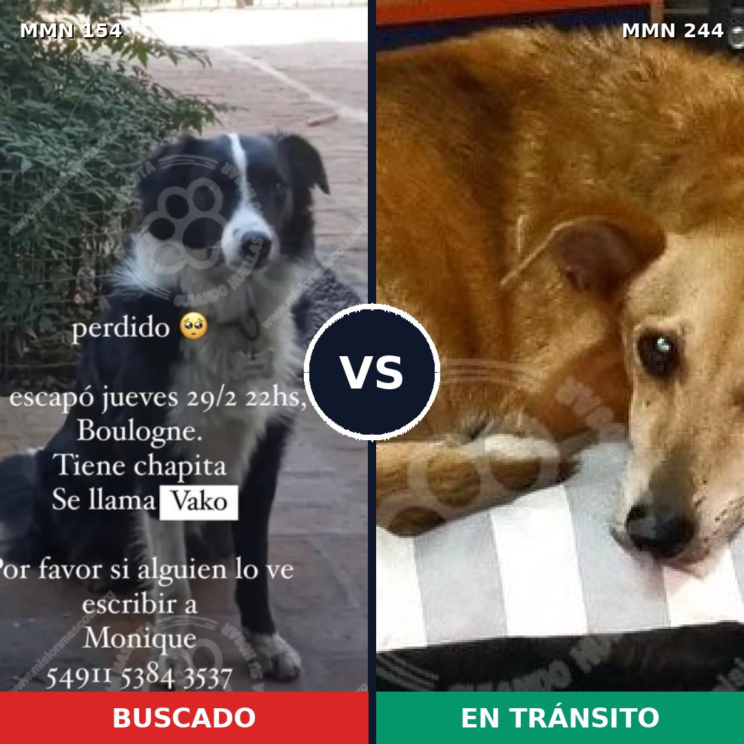 Comparativa MMS 3641: mascota perdida y mascota encontrada, 54% de similitud