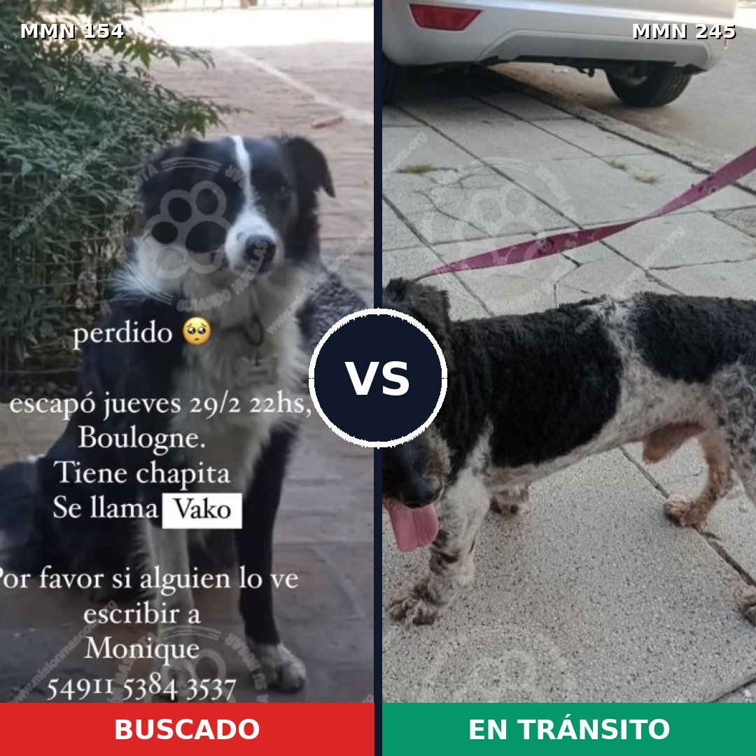 Comparativa MMS 3642: mascota perdida y mascota encontrada, 85% de similitud