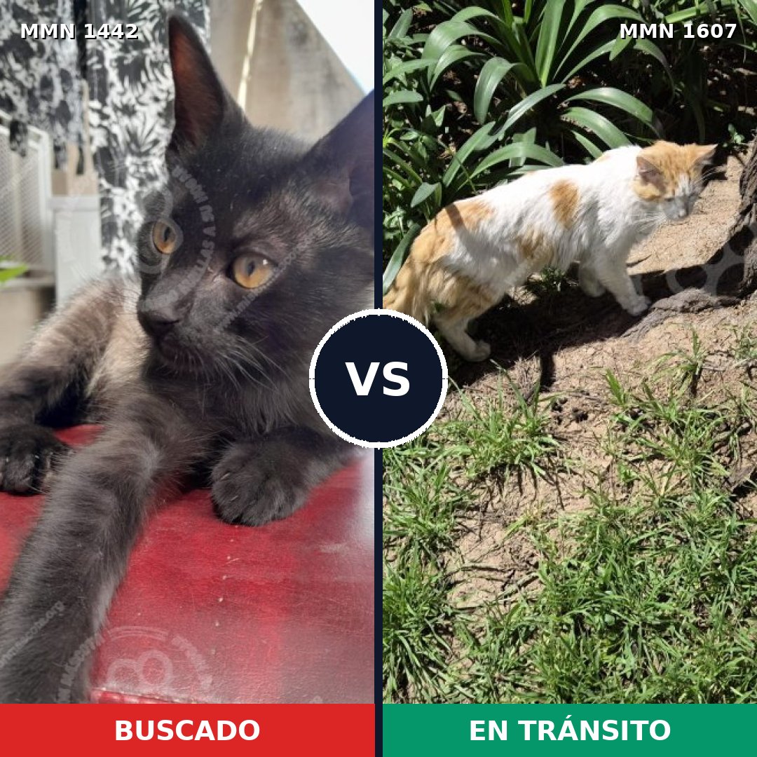 Comparativa MMS 36421: mascota perdida y mascota encontrada, 56% de similitud