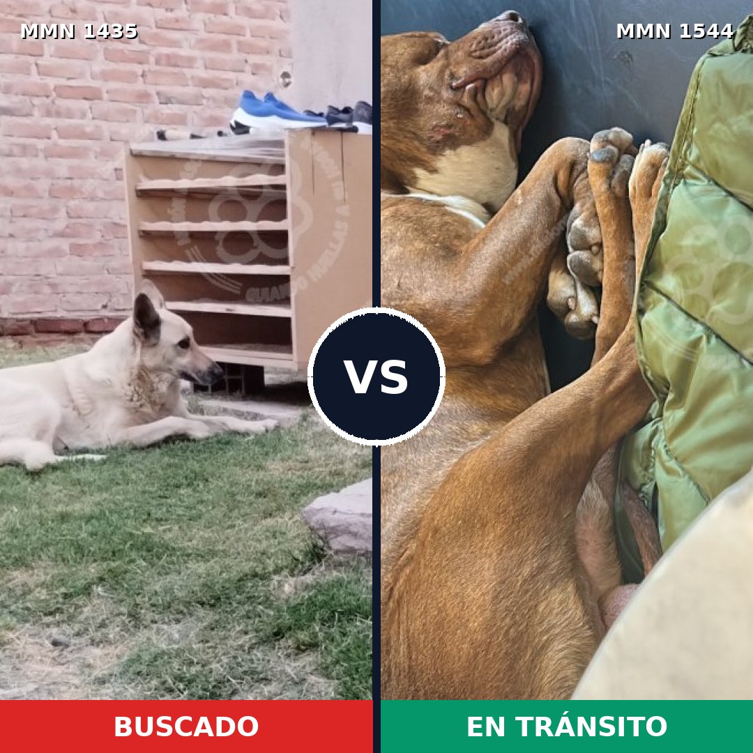 Comparativa MMS 36422: mascota perdida y mascota encontrada, 50% de similitud