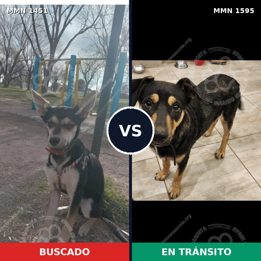 Comparativa MMS 36427: mascota perdida y mascota encontrada, 76% de similitud