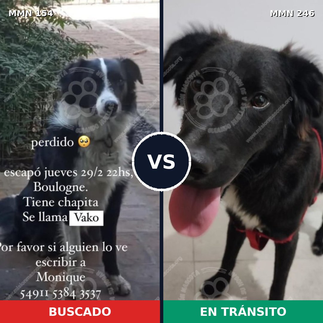 Comparativa MMS 3643: mascota perdida y mascota encontrada, 73% de similitud