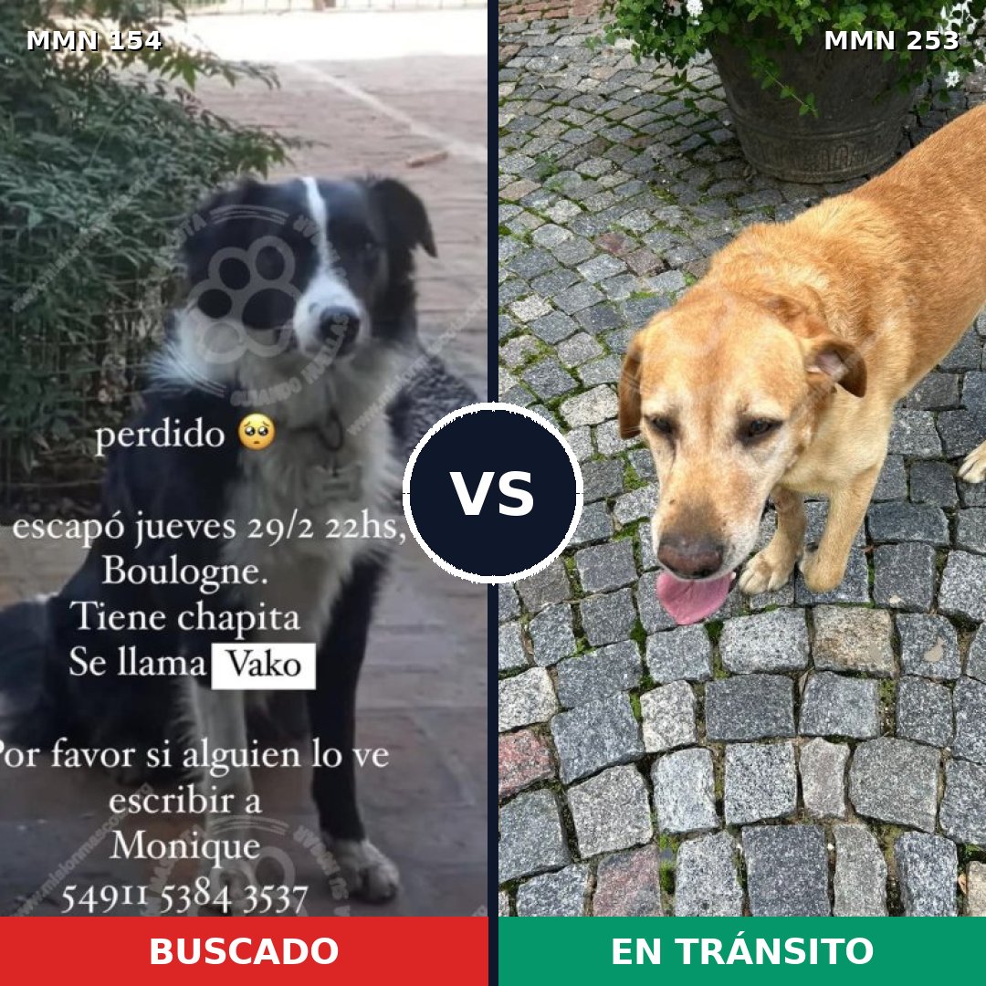 Comparativa MMS 3644: mascota perdida y mascota encontrada, 8% de similitud