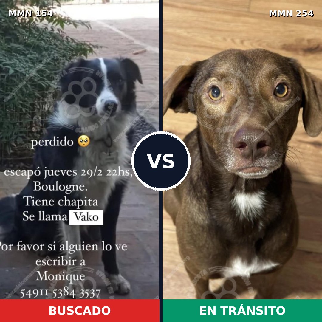 Comparativa MMS 3645: mascota perdida y mascota encontrada, 63% de similitud