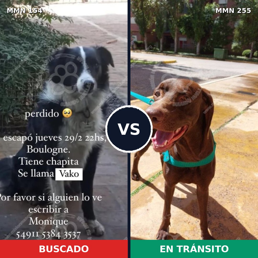 Comparativa MMS 3646: mascota perdida y mascota encontrada, 4% de similitud