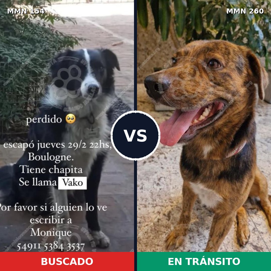 Comparativa MMS 3647: mascota perdida y mascota encontrada, 21% de similitud