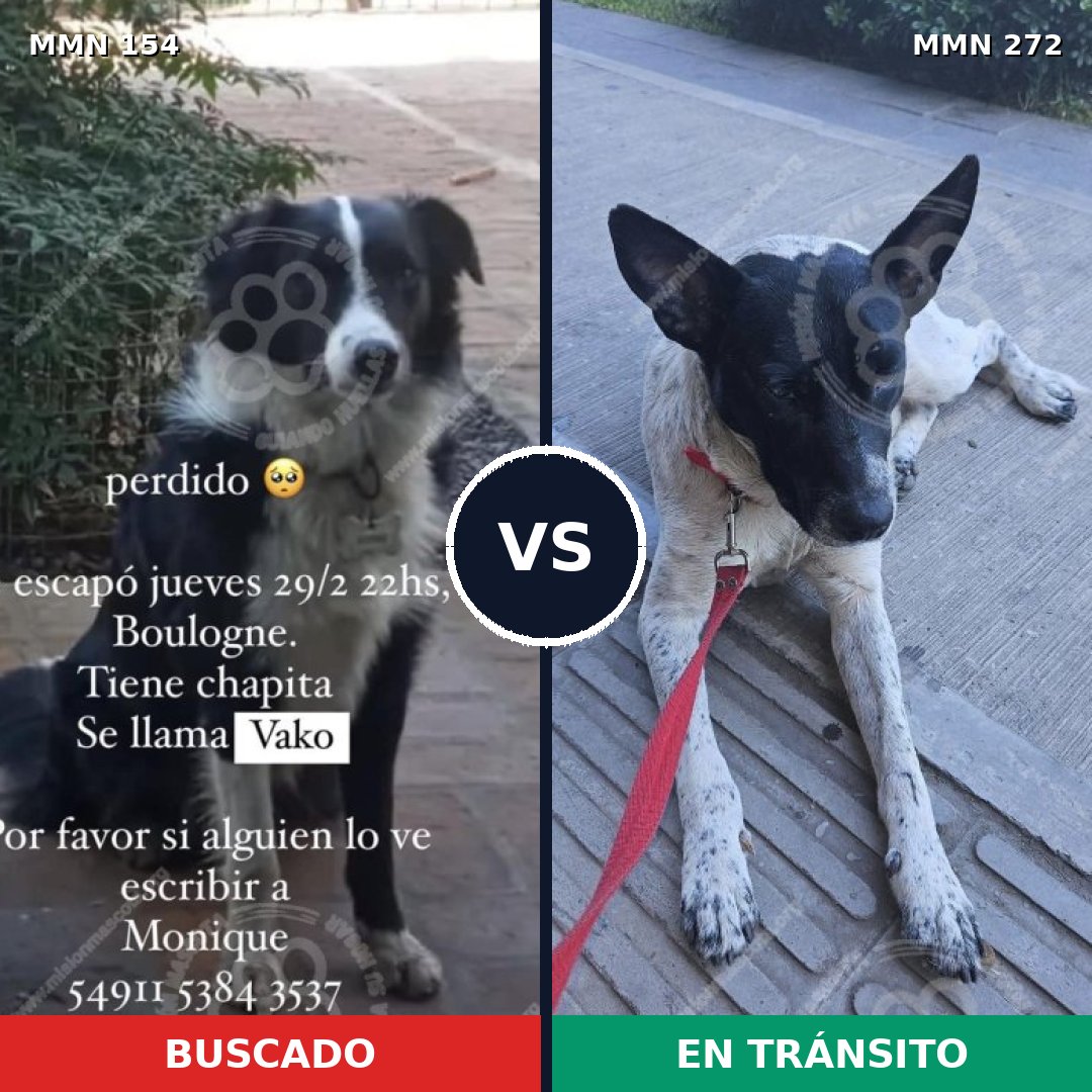 Comparativa MMS 3648: mascota perdida y mascota encontrada, 48% de similitud