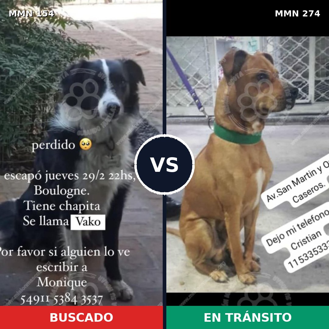 Comparativa MMS 3649: mascota perdida y mascota encontrada, 64% de similitud