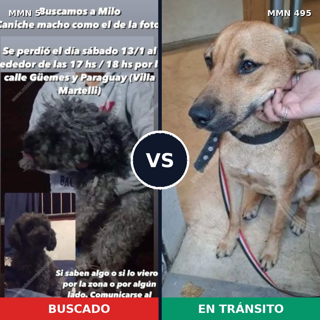 Comparativa MMS 365: mascota perdida y mascota encontrada, 33% de similitud