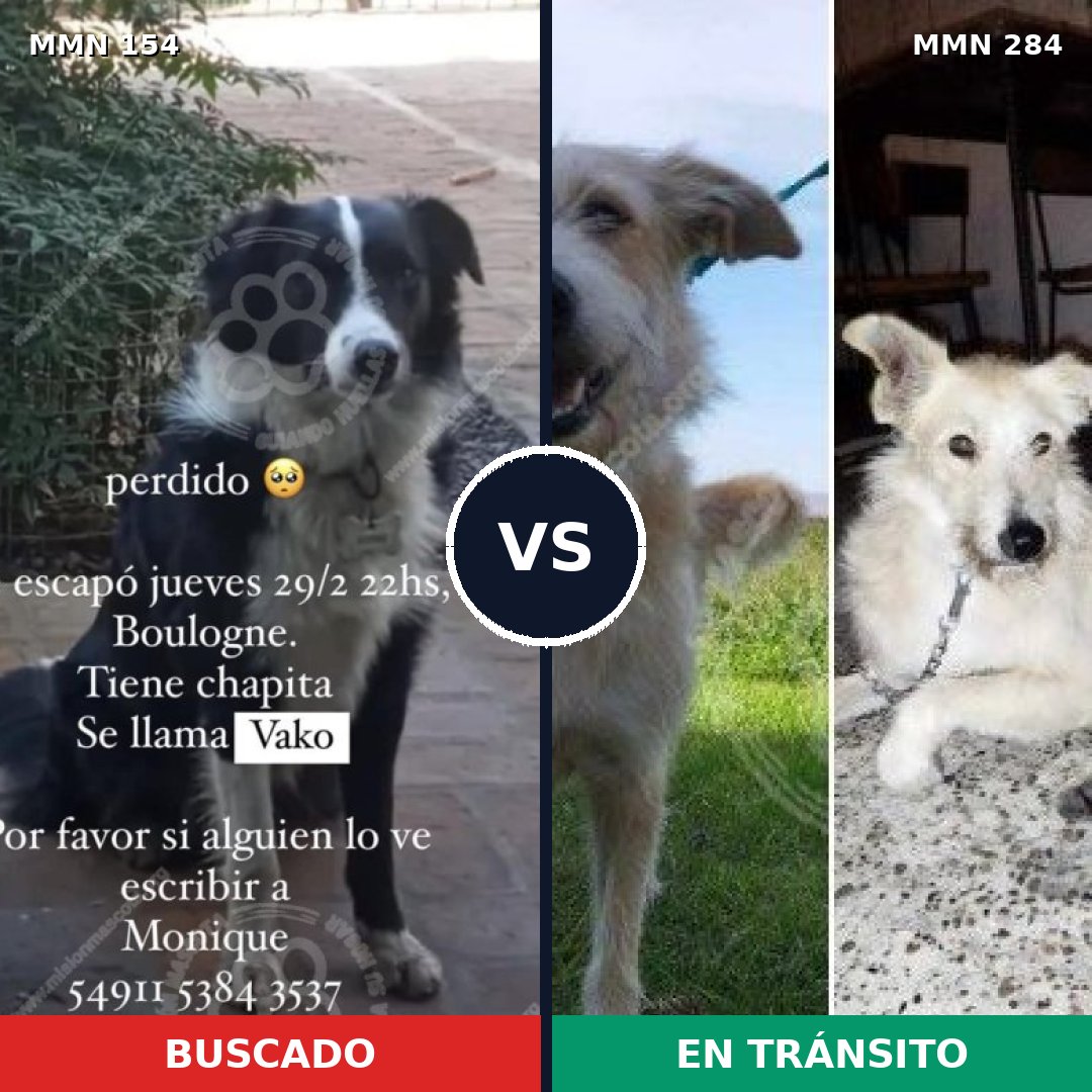 Comparativa MMS 3650: mascota perdida y mascota encontrada, 56% de similitud