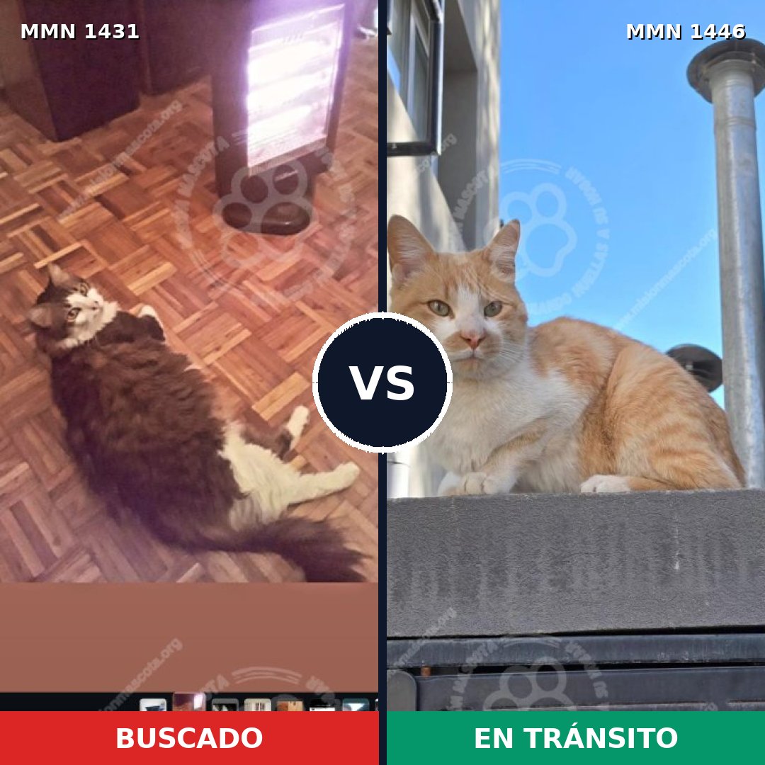 Comparativa MMS 36519: mascota perdida y mascota encontrada, 55% de similitud