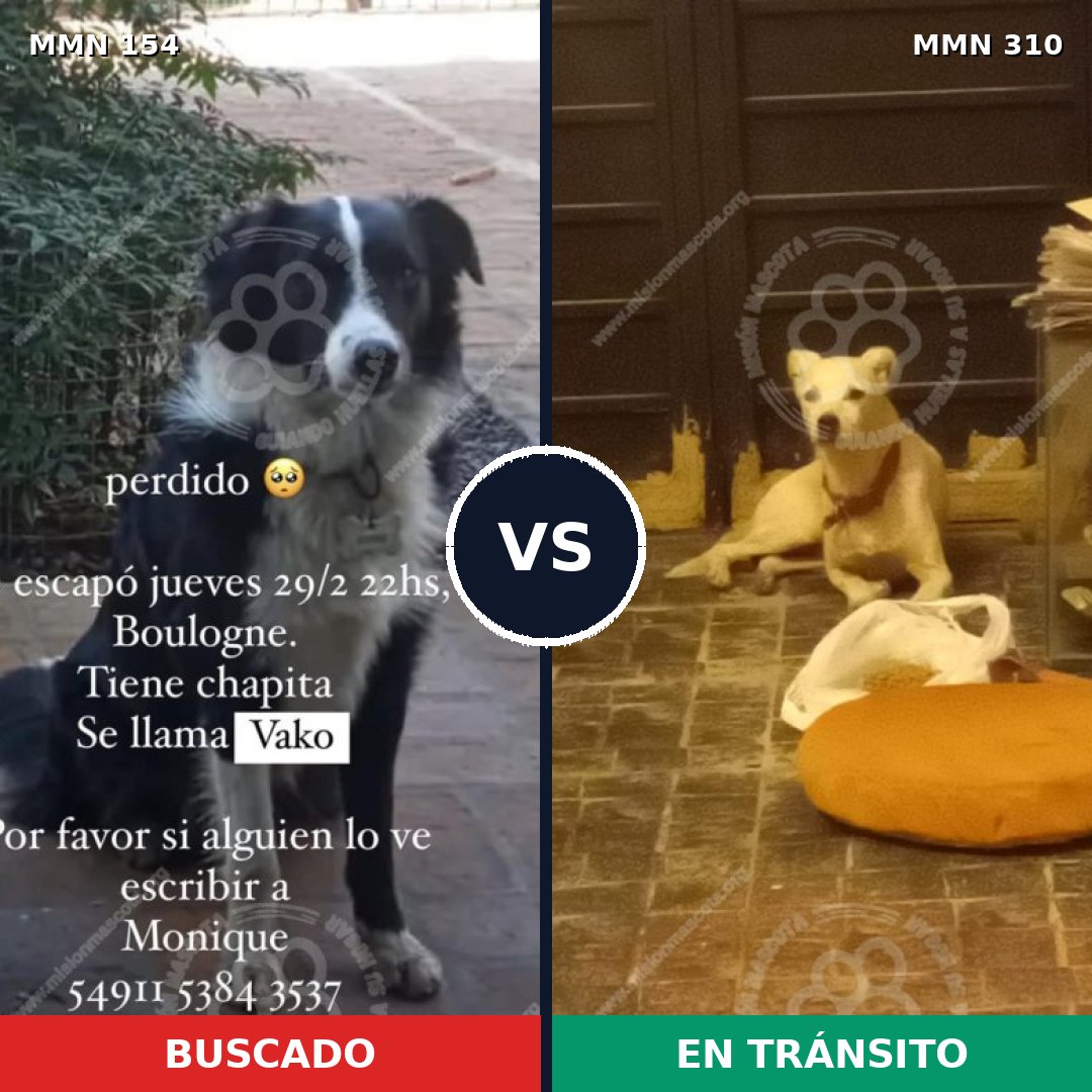 Comparativa MMS 3652: mascota perdida y mascota encontrada, 68% de similitud