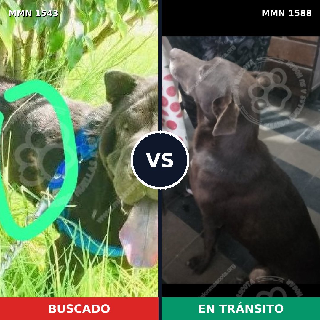 Comparativa MMS 36520: mascota perdida y mascota encontrada, 29% de similitud
