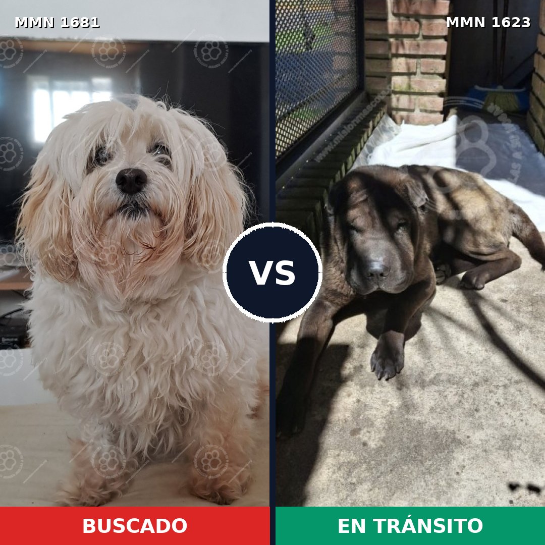 Comparativa MMS 36522: mascota perdida y mascota encontrada, 37% de similitud
