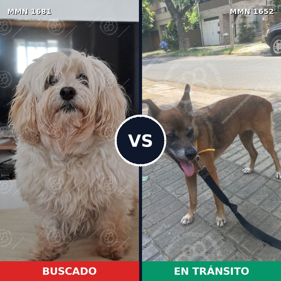 Comparativa MMS 36526: mascota perdida y mascota encontrada, 29% de similitud