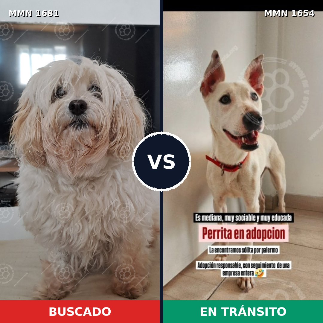 Comparativa MMS 36527: mascota perdida y mascota encontrada, 49% de similitud