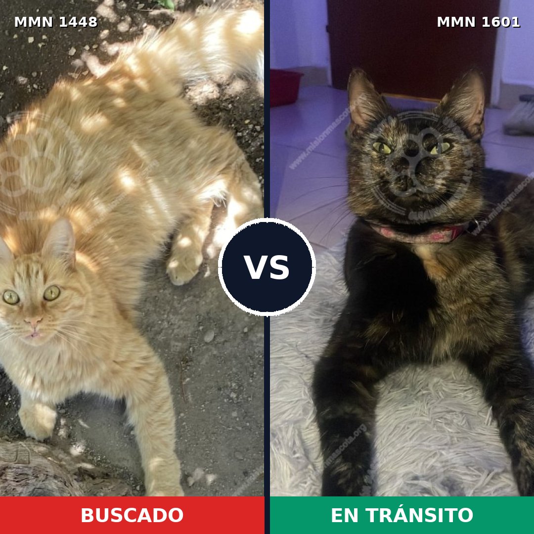 Comparativa MMS 36529: mascota perdida y mascota encontrada, 57% de similitud