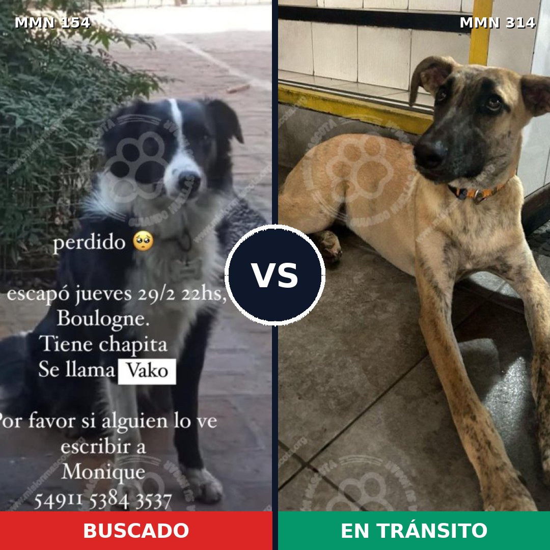 Comparativa MMS 3653: mascota perdida y mascota encontrada, 8% de similitud