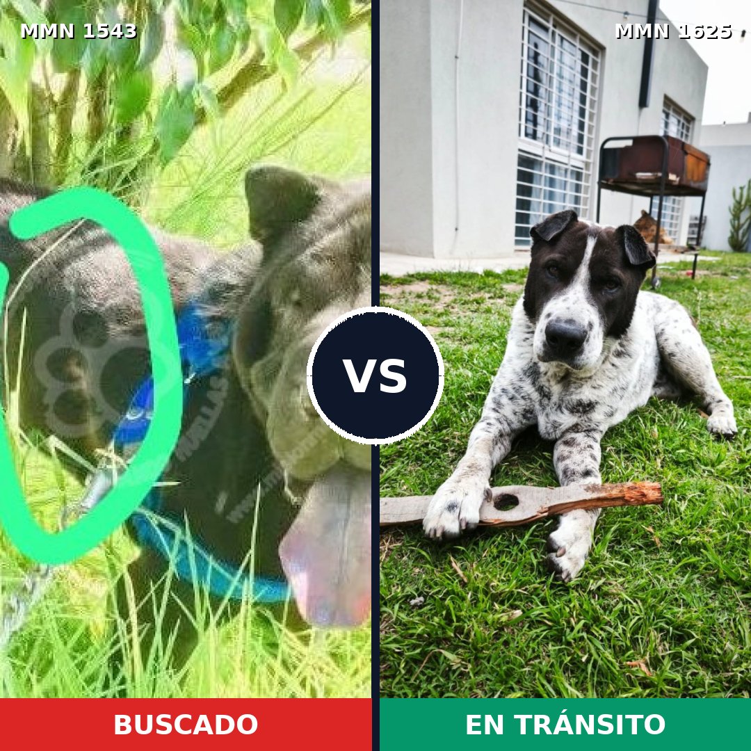 Comparativa MMS 36530: mascota perdida y mascota encontrada, 42% de similitud