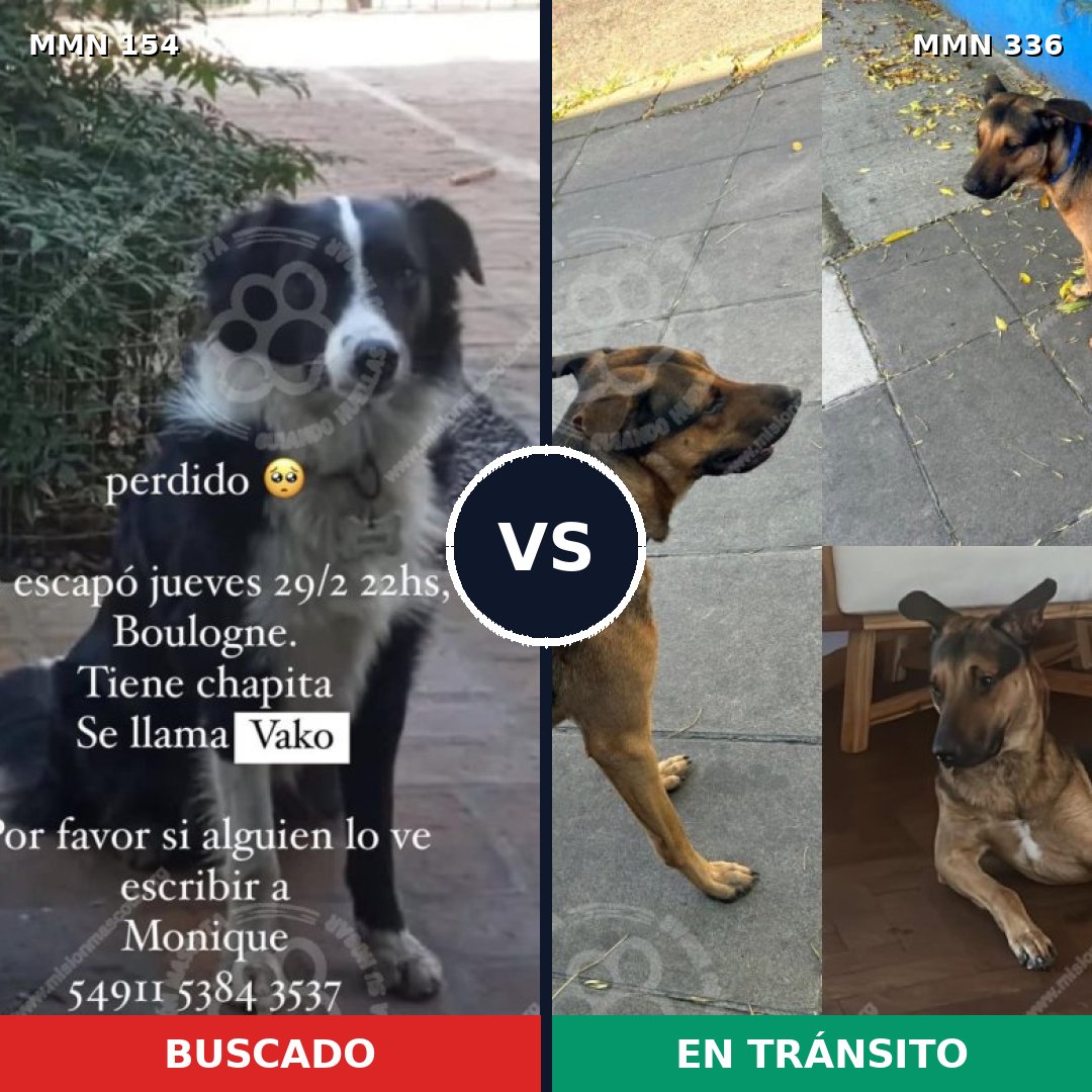 Comparativa MMS 3654: mascota perdida y mascota encontrada, 62% de similitud