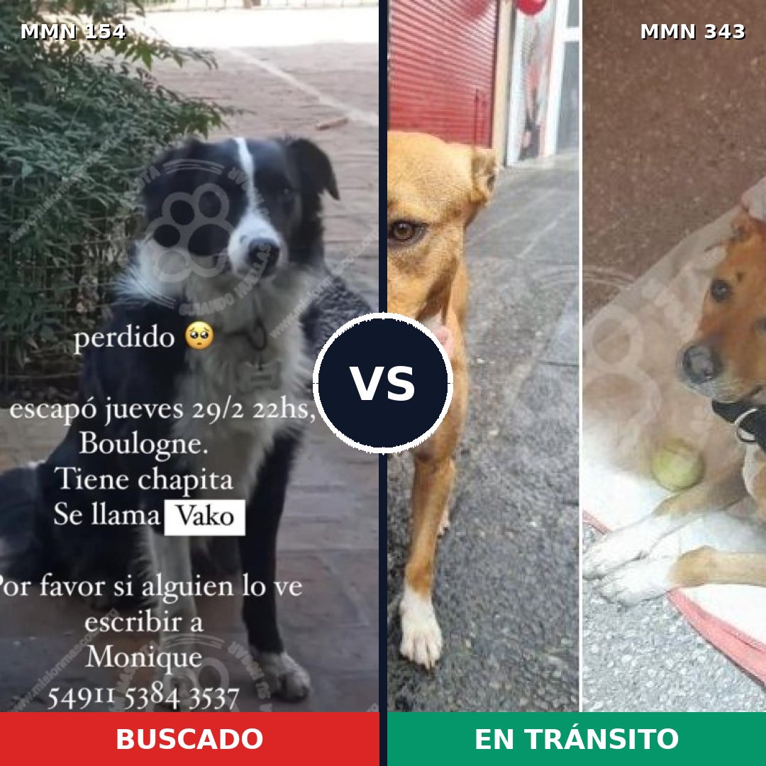 Comparativa MMS 3655: mascota perdida y mascota encontrada, 65% de similitud