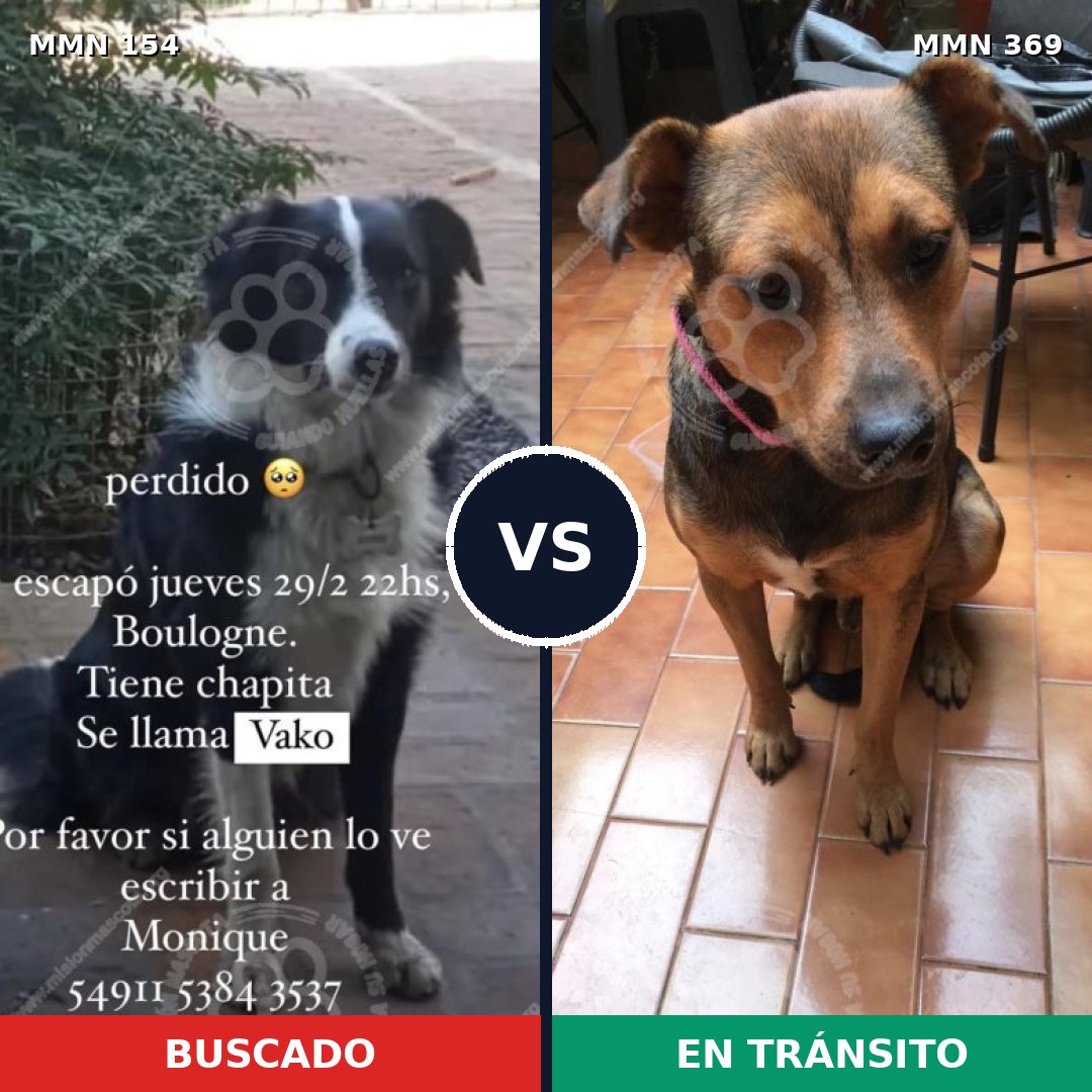 Comparativa MMS 3656: mascota perdida y mascota encontrada, 61% de similitud