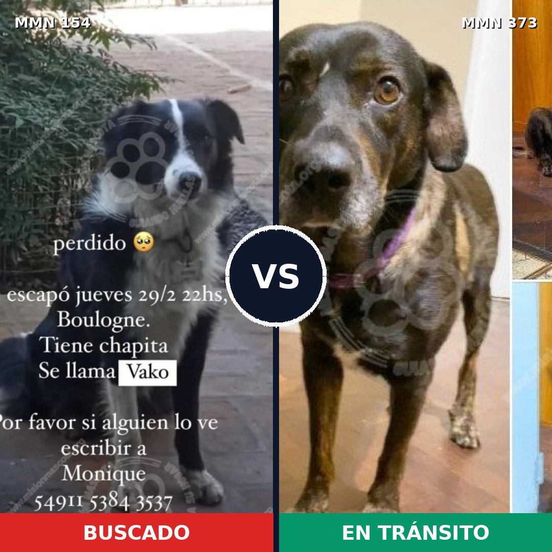Comparativa MMS 3657: mascota perdida y mascota encontrada, 48% de similitud