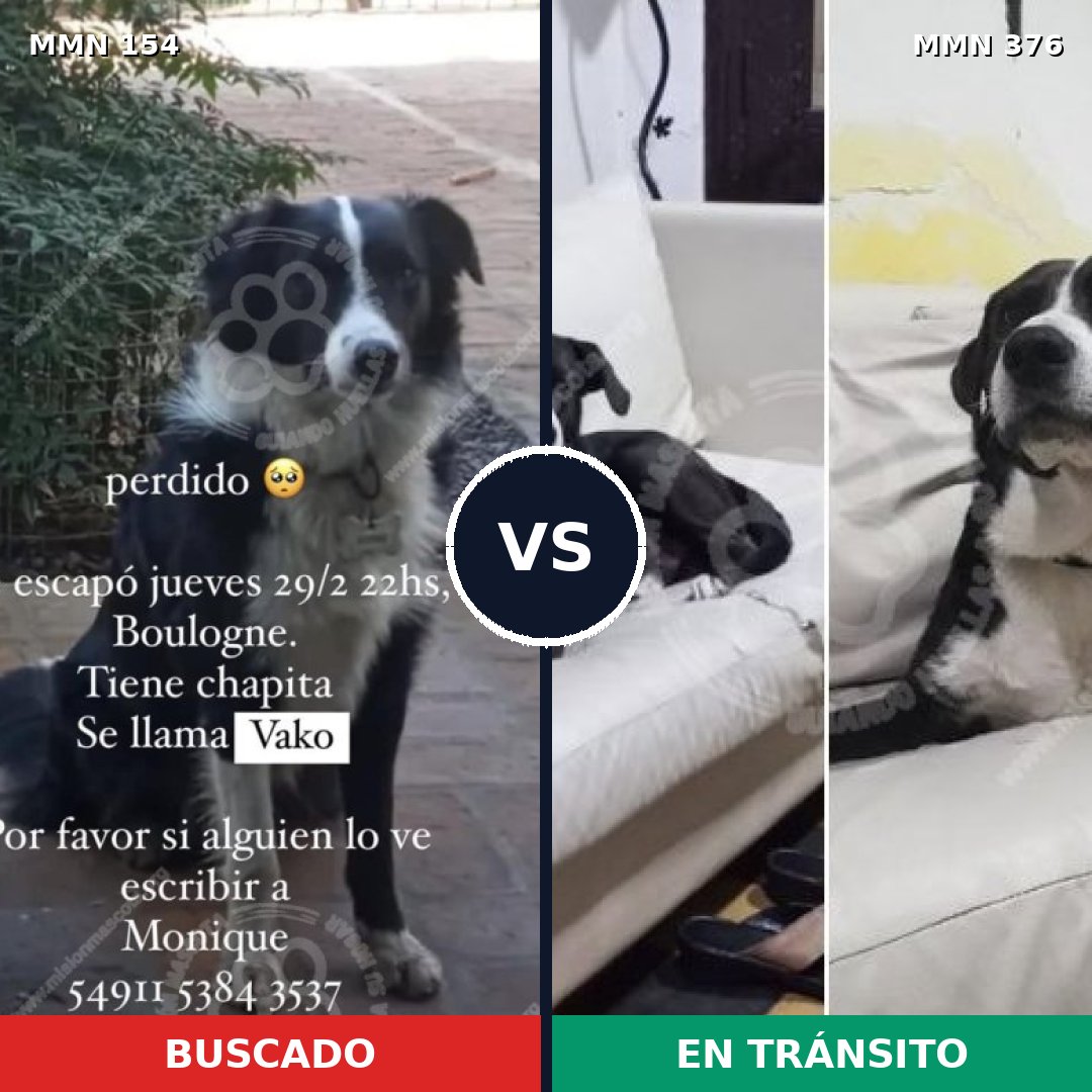 Comparativa MMS 3658: mascota perdida y mascota encontrada, 85% de similitud