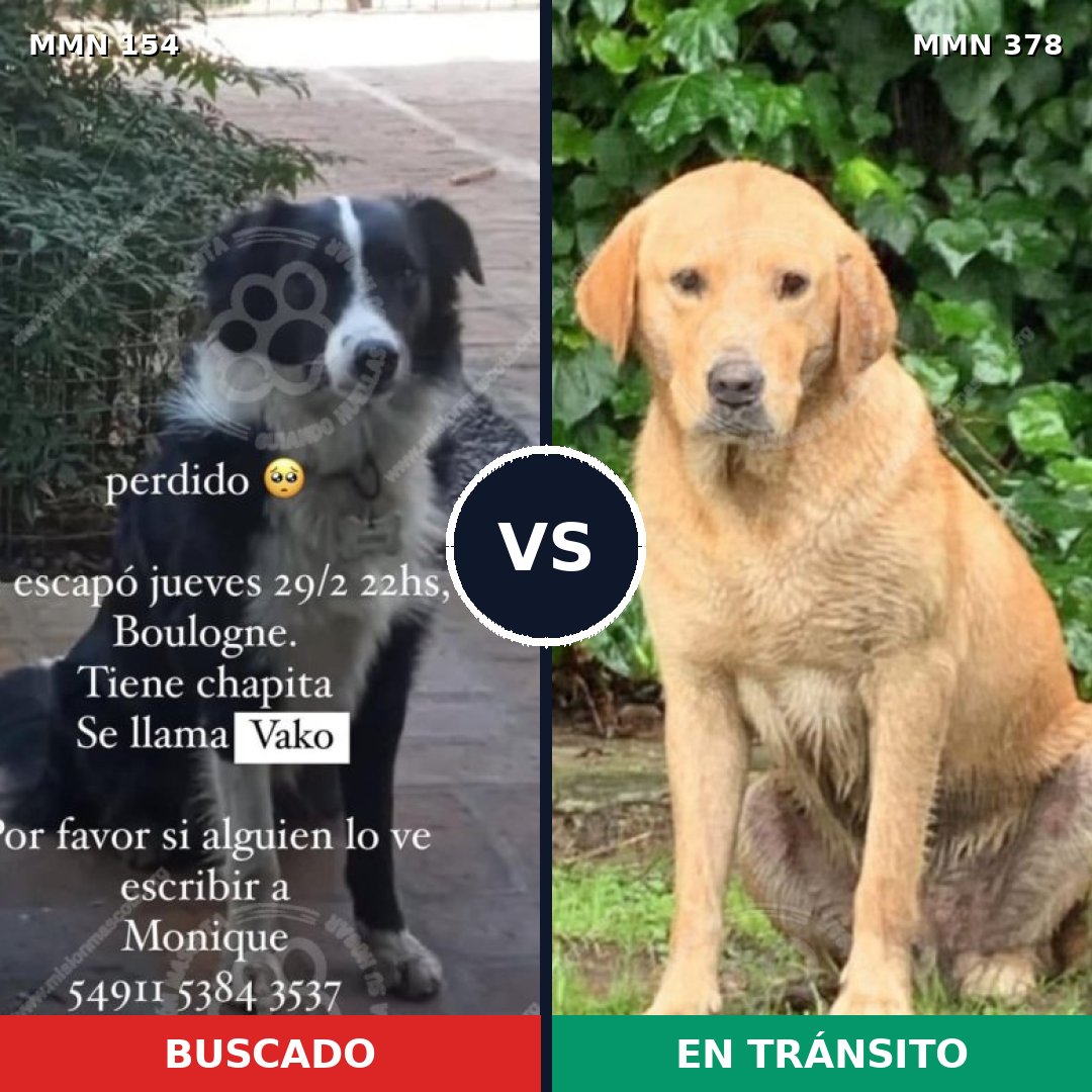 Comparativa MMS 3659: mascota perdida y mascota encontrada, 11% de similitud