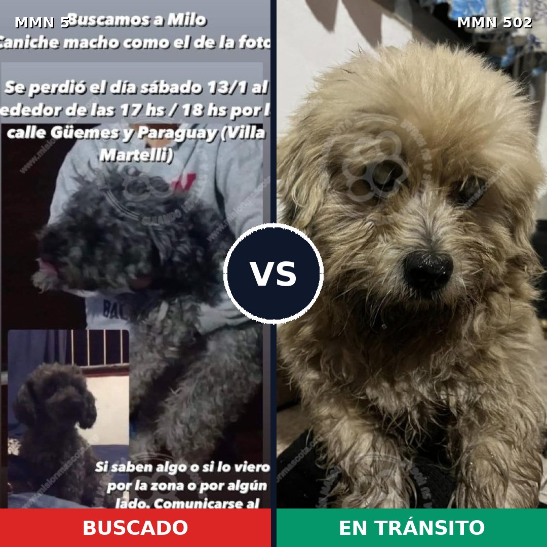 Comparativa MMS 366: mascota perdida y mascota encontrada, 43% de similitud