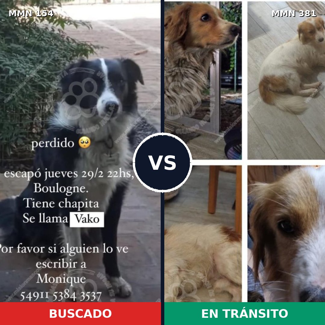 Comparativa MMS 3660: mascota perdida y mascota encontrada, 67% de similitud