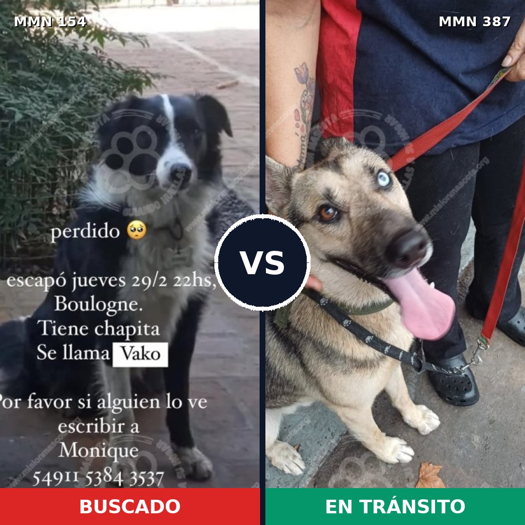 Comparativa MMS 3661: mascota perdida y mascota encontrada, 47% de similitud