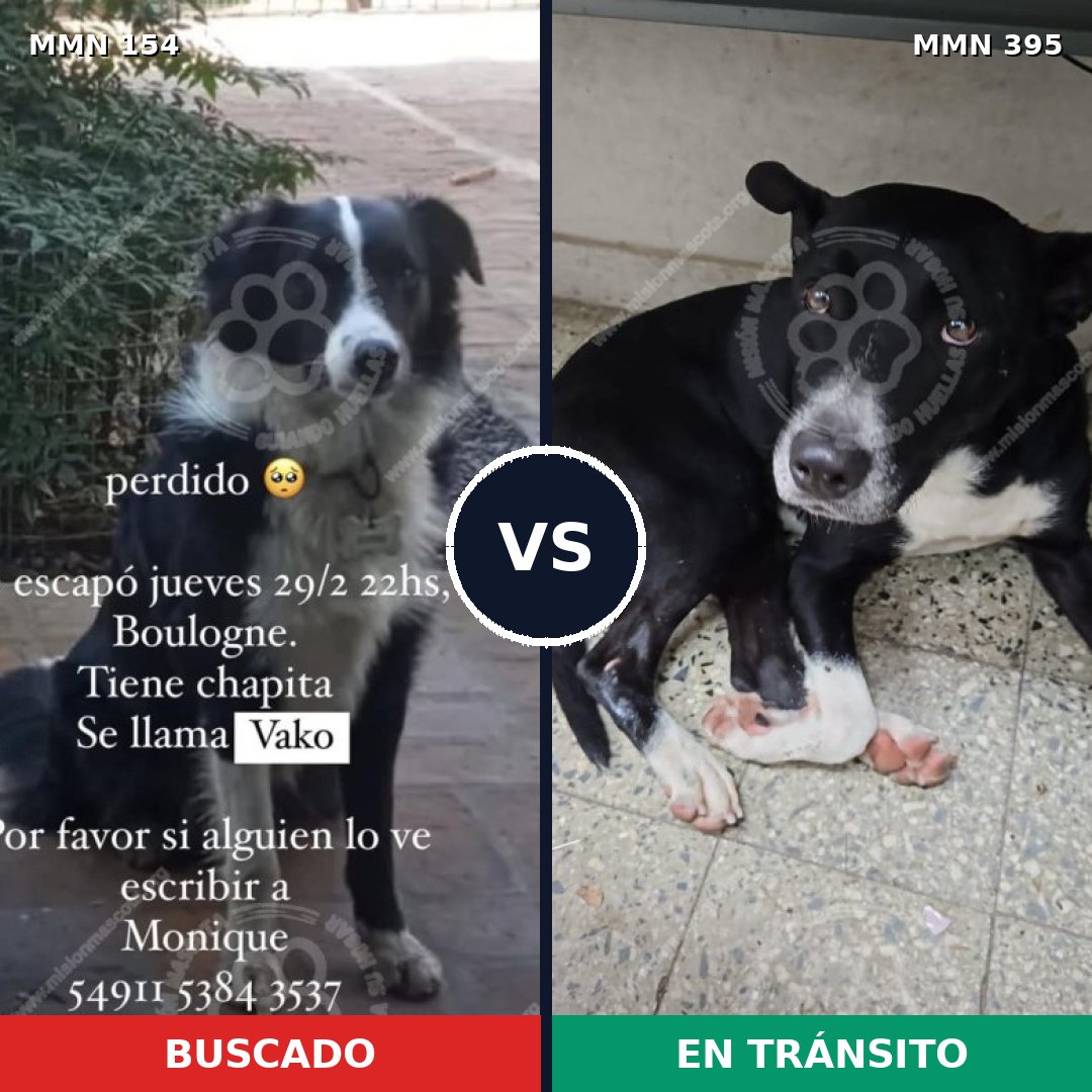 Comparativa MMS 3662: mascota perdida y mascota encontrada, 82% de similitud