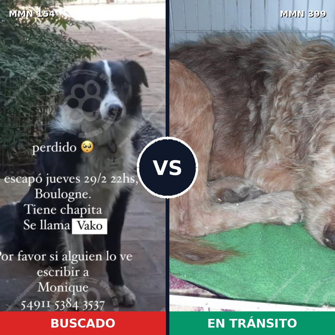 Comparativa MMS 3663: mascota perdida y mascota encontrada, 62% de similitud
