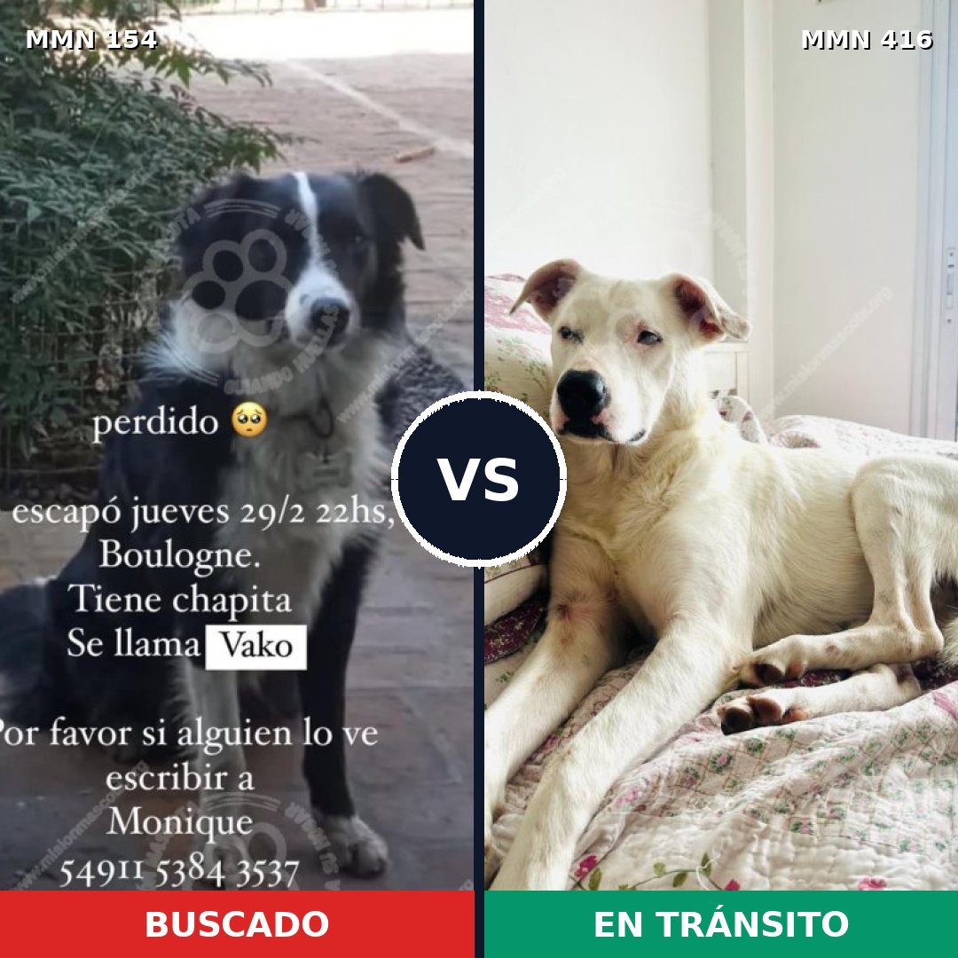 Comparativa MMS 3664: mascota perdida y mascota encontrada, 32% de similitud