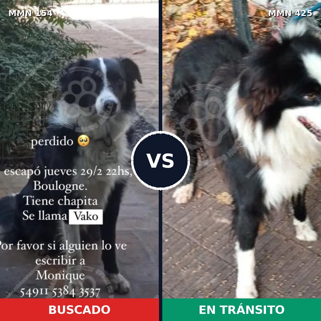 Comparativa MMS 3666: mascota perdida y mascota encontrada, 31% de similitud